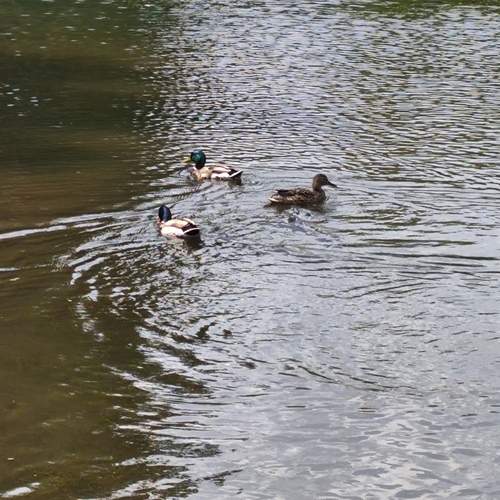 Photo #13687430