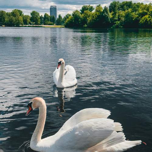 Photo #13687435