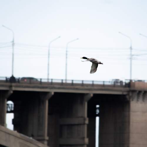 Photo #13687445