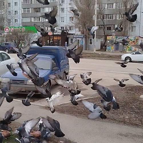 Photo #13687448