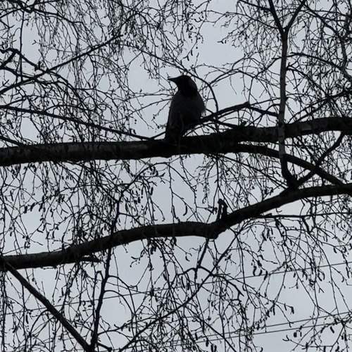 Photo #13687486