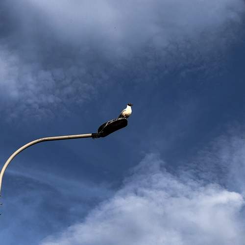Photo #13687487