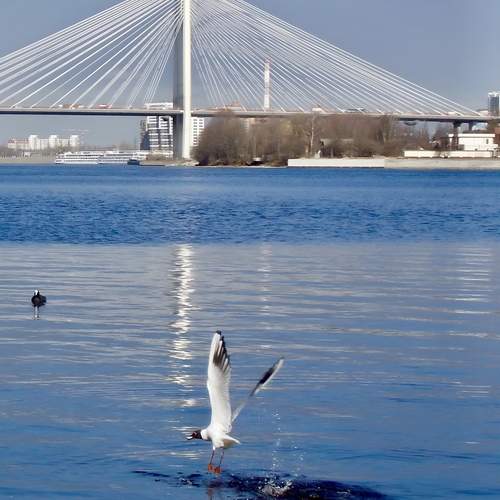 Photo #13687496