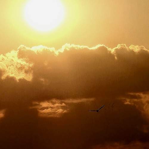 Photo #13687539