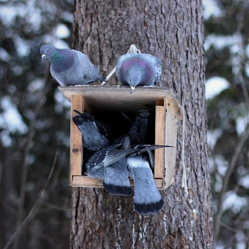 Photo #13687545