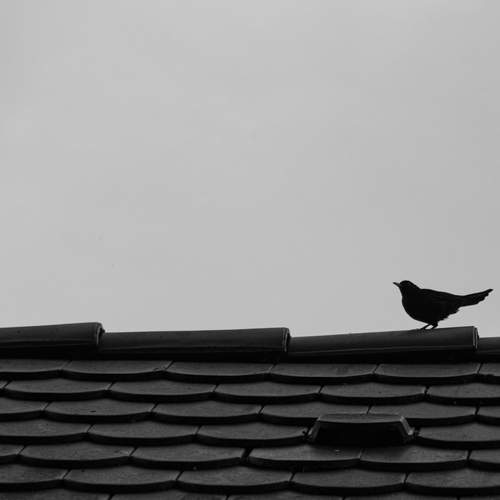 Photo #13687624