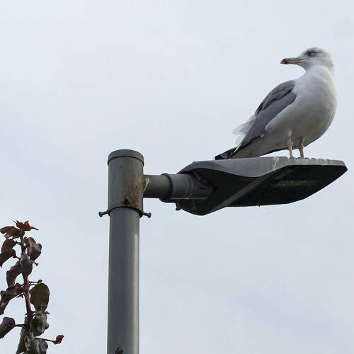 Photo #13687684