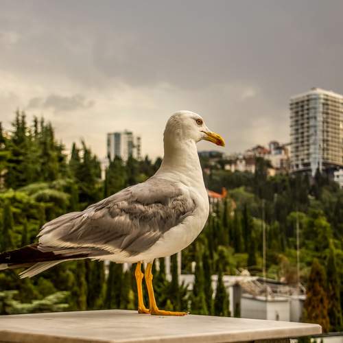 Photo #13687749
