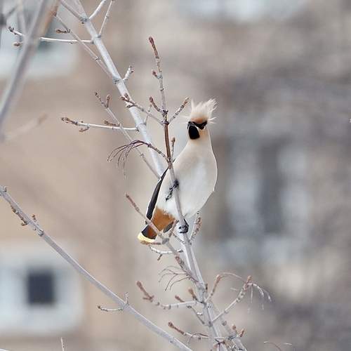 Photo #13687786