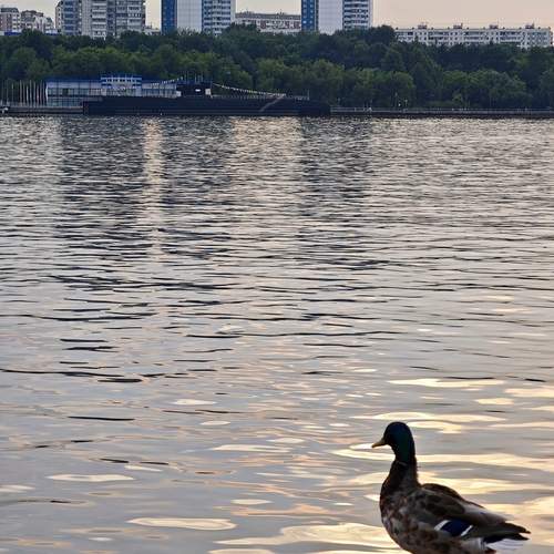 Photo #13687847