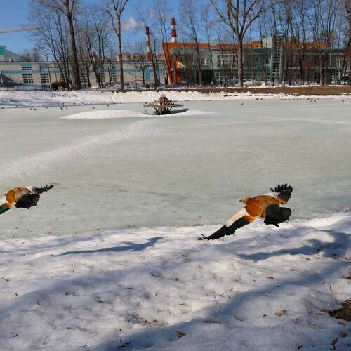 Photo #13687891