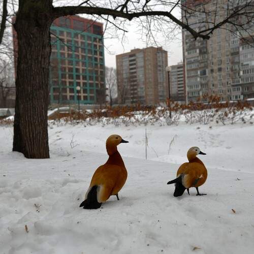 Photo #13687893