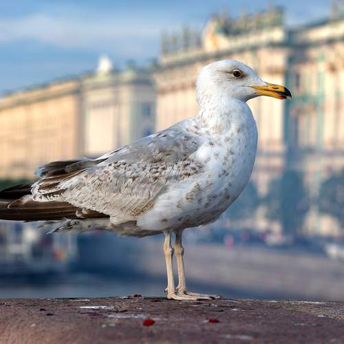 Фотография #13687929
