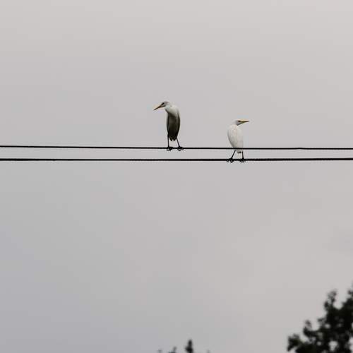 Photo #13687985