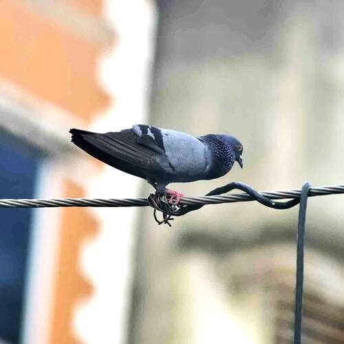 Photo #13687995
