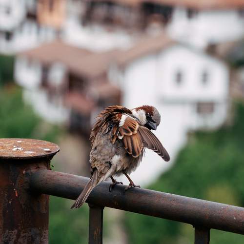Photo #13688043