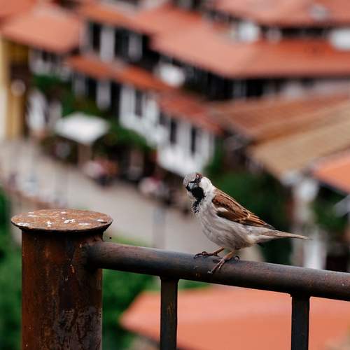 Photo #13688044