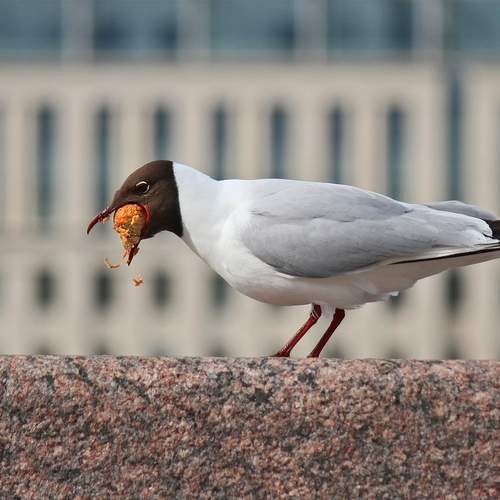 Photo #13688085