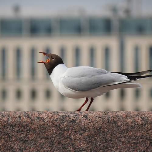 Photo #13688100