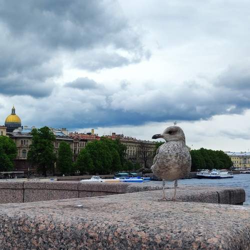 Photo #13688114