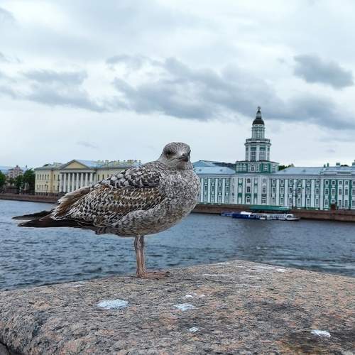Photo #13688115