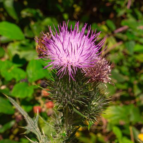 A spectacular macro close up photograph showing a beautiful honey bee apis mellifera collecting nectar on a purple milk thistle flower in a sunny summer garden