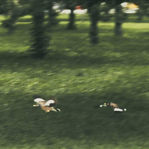 Photo #13688298