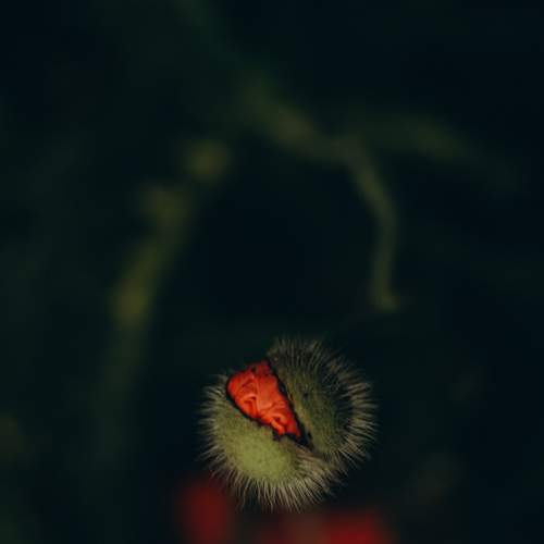 Photo #13688301