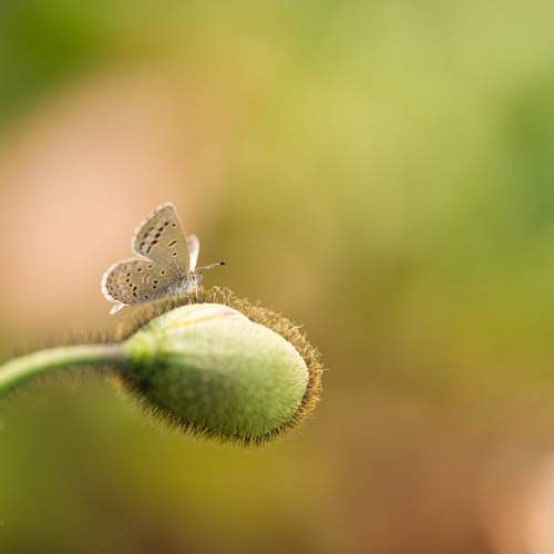 Photo #13688355