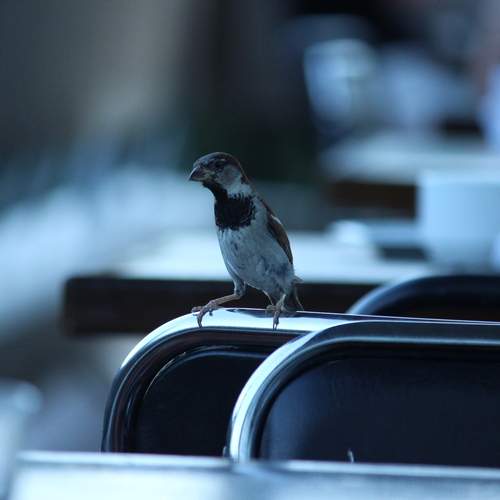 Photo #13688427