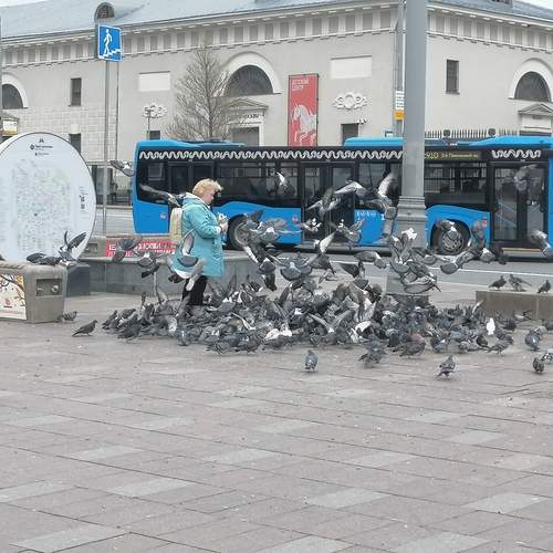 Птицы в городе Москве.
