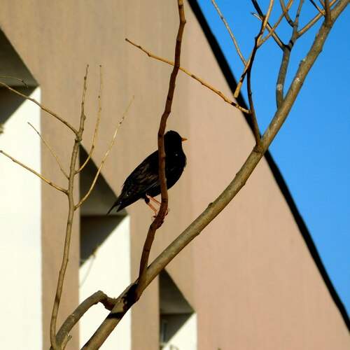 Photo #13688435