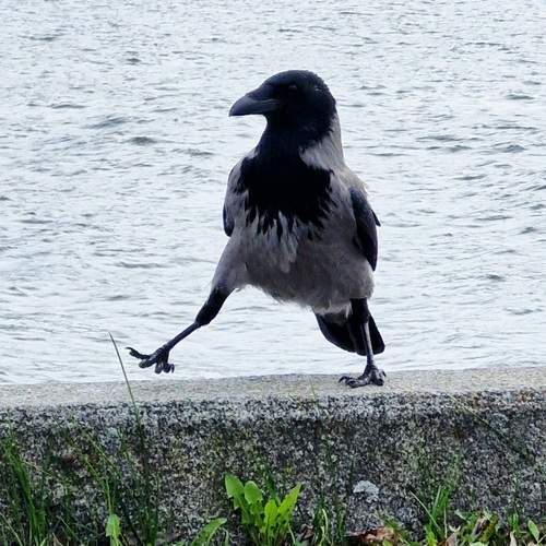 Photo #13688498