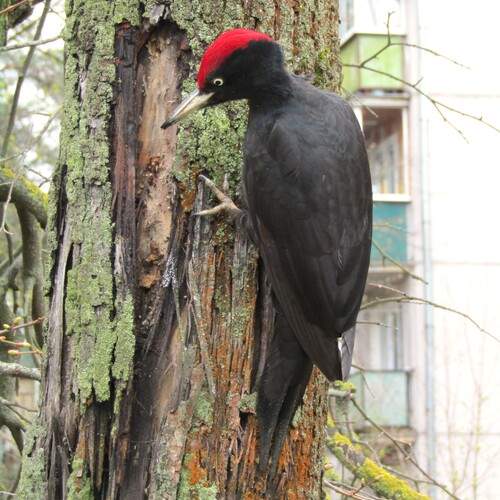Photo #13688547