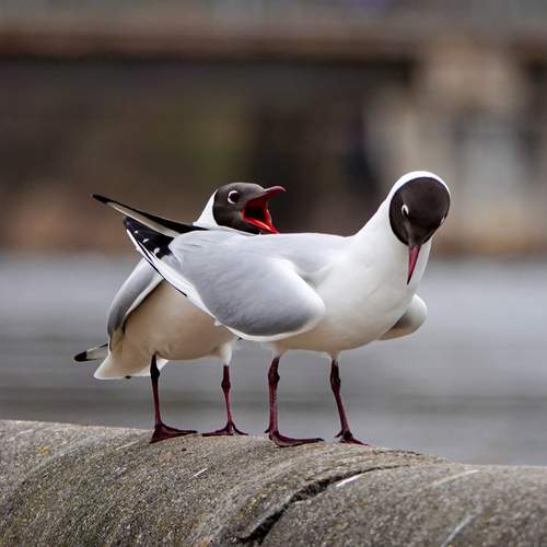 Photo #13688558