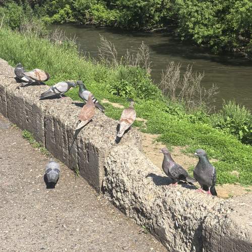 Photo #13688561