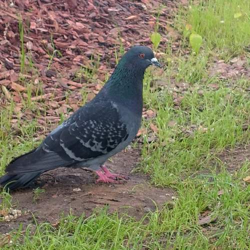 Photo #13688590