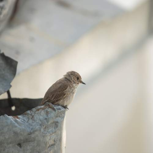 Photo #13688597