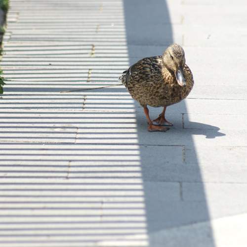 Photo #13688602