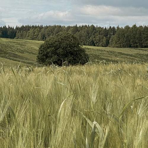 Photo #13688606