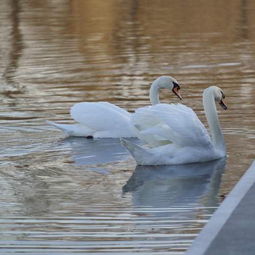 Photo #13688714