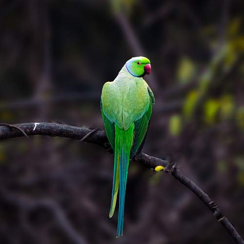 Lonely Parrot