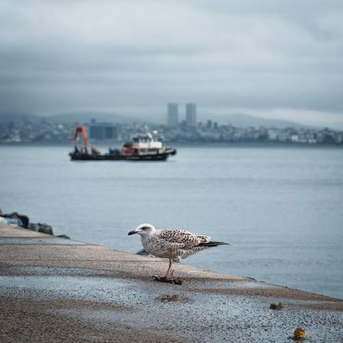 Photo #13688743