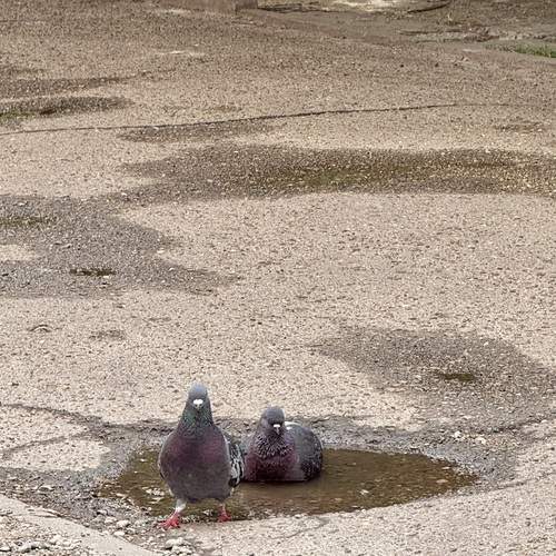 Photo #13688801