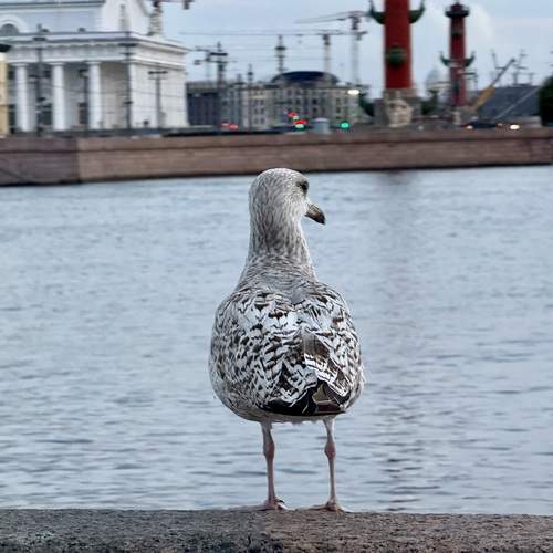 Photo #13688804