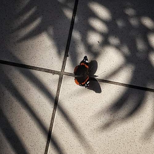Photo #13688823