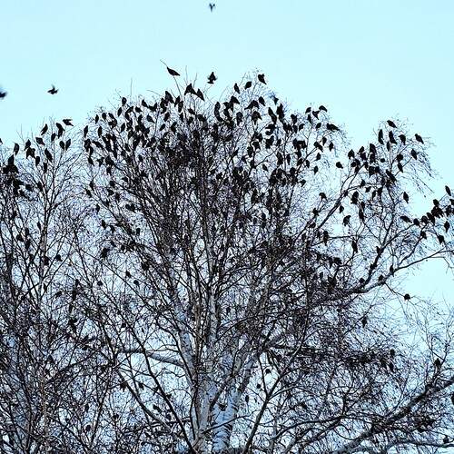 Photo #13688835
