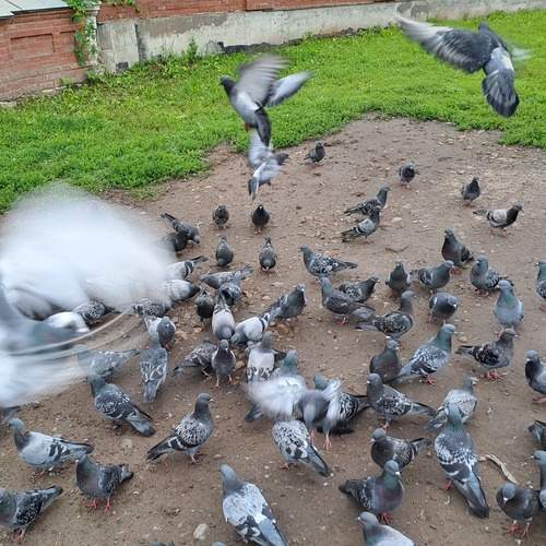 Photo #13688840