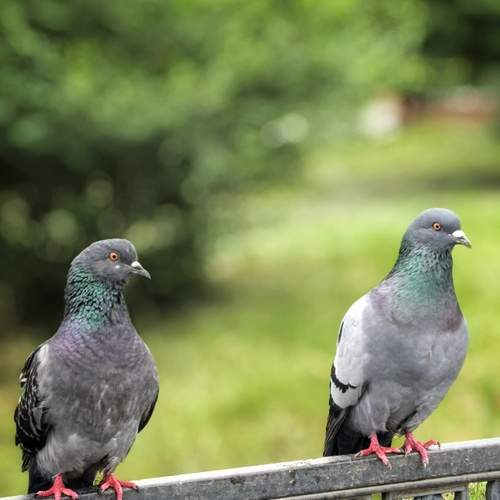 Photo #13688901