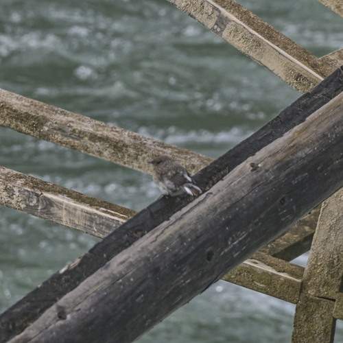 Photo #13688960